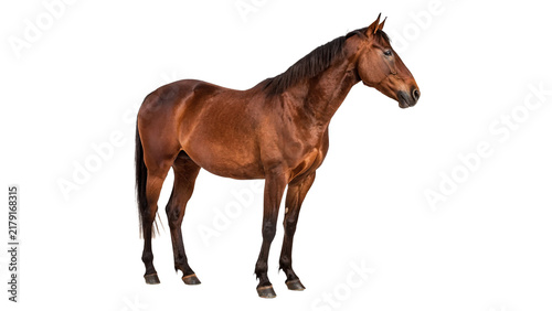Obraz na płótnie Majestic brown horse stallion standing profile looking forward isolated on trans