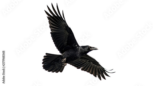 Black wild crow raven bird flying with wings open isolated on transparent background