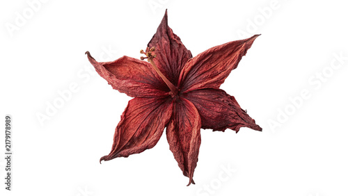 Red dried star anise spice flower isolated on transparent background