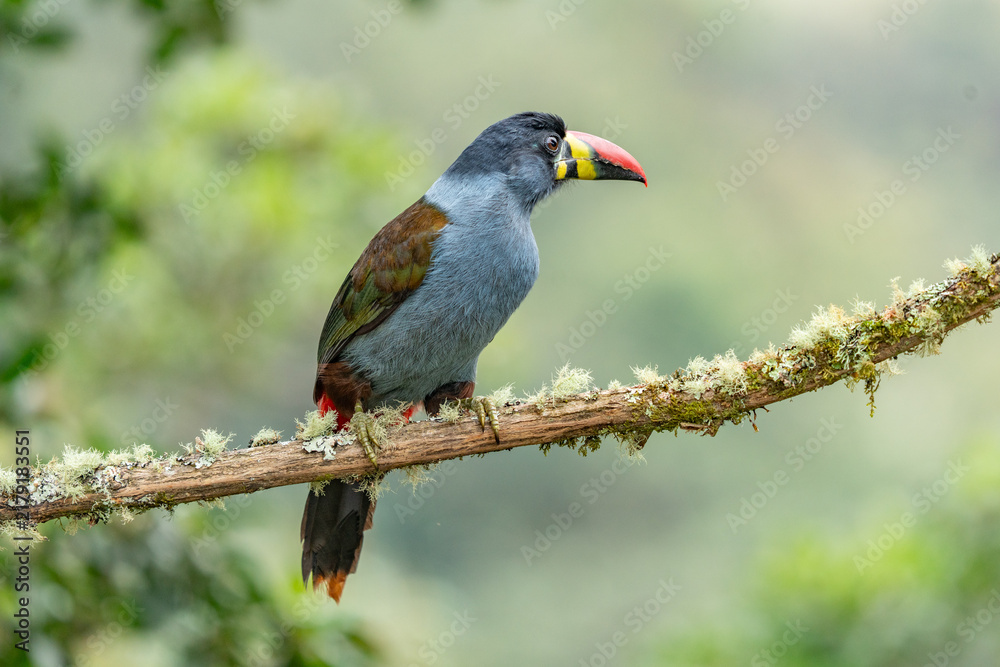 Fototapeta premium beautiful colored plate-billed mountain toucan (Andigena laminirostris) sitting n the branch very near in the cloud forest