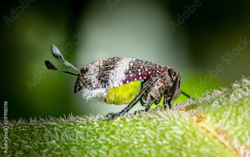 Quadro su tela Eurybrachid planthopper resting on hairy green leaf