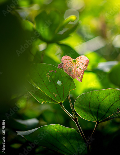 Heart shaped plant leaf growing in nature forest