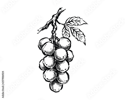 Ornate grape cluster drawing with foliage for artistic food illustration designs