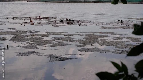 Algal Mats or Cyanobacteria, dark, organic floating algal mats and scum on the surface of calm water, mixed with small scattered leaves
