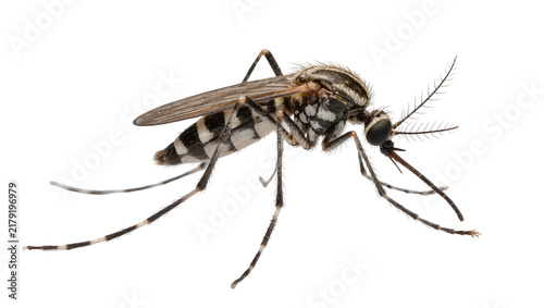 Quadro su tela Detailed mosquito with striped legs and wings, isolated on transparent backgroun