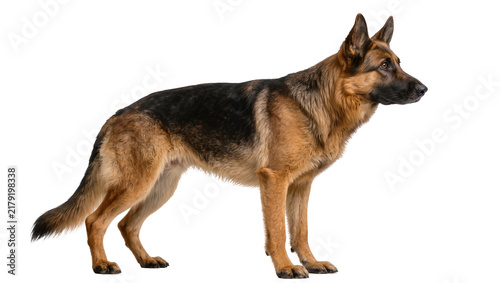 Cuadro en lienzo German Shepherd dog standing alert, isolated on transparent background