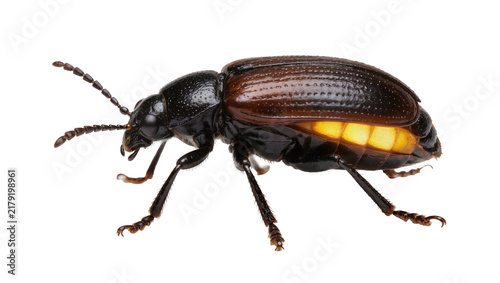 Fotografía Dark brown beetle with segmented antennae and glowing yellow abdomen, isolated o