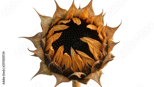 Foto Dried brown sunflower head with dark seeds, isolated on transparent background