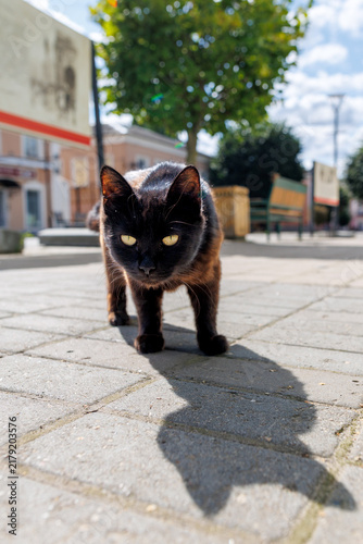 Canvas Print Black cat stands on paved street