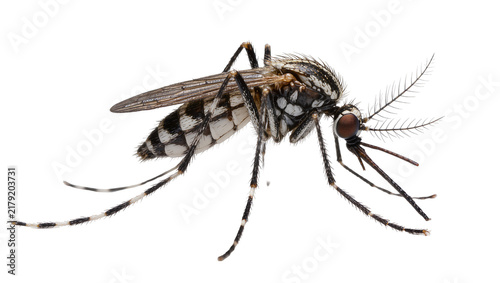 Quadro su tela Detailed mosquito with striped legs and wings, isolated on transparent backgroun
