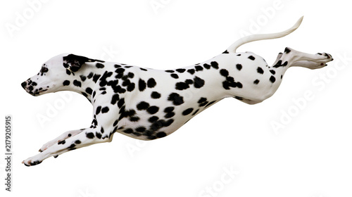 Принти на полотні Spotted black and white Dalmatian dog in mid-air leap, isolated on transparent b