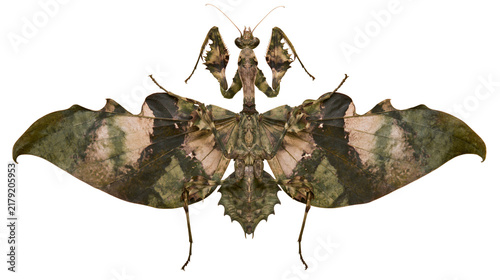 Canvastavla Camouflaged praying mantis with leaf-like wings, isolated on transparent backgro