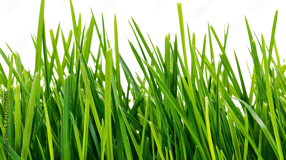 Fototapeta premium Lush green grass blades detailed texture, isolated on transparent background