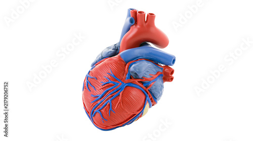 Fotografie Anatomical human heart model with red muscle and blue vessels, isolated on trans
