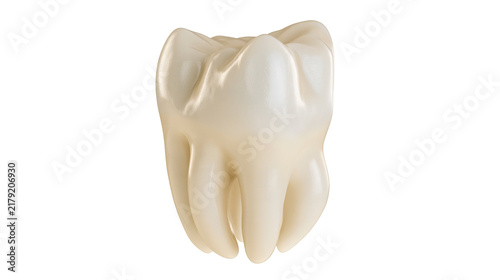 Картината върху платно Realistic human molar tooth with visible roots, isolated on transparent backgrou