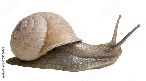 Fotografie Garden snail with textured shell and antennae, isolated on transparent backgroun