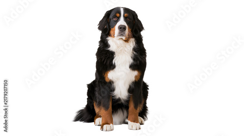 Fotografía Bernese Mountain Dog sitting attentively, isolated on transparent background