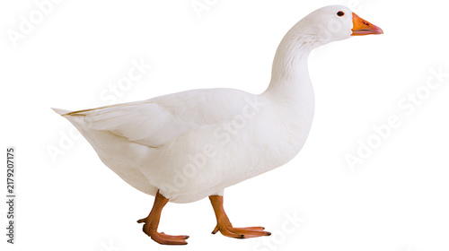 Fotografía White domestic goose with orange beak and feet, isolated on transparent backgrou