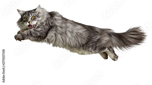 Obraz na plátně Fluffy grey Maine Coon cat leaping with mouth open, isolated on transparent back