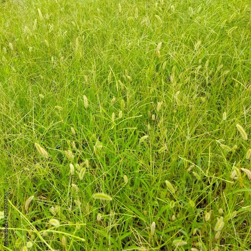 夏の野原に生えるエノコログサ