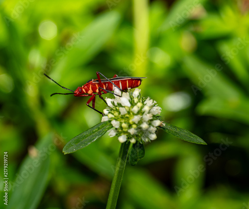 Quadro su tela Florida Cotton Stainer on a White Flower