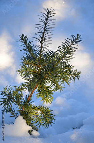 Konstfotografi Evergreen yew branches growing from under the snow in winter park