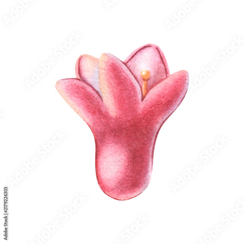 Black currant flower. Hand-painted watercolor illustration isolated on white for packaging, branding, label, logo, gardening, cosmetic, cards, books, stickers, stationery, textile, print design