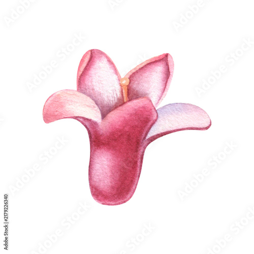 Black currant flower. Hand-painted watercolor illustration isolated on white for packaging, branding, label, logo, gardening, cosmetic, cards, books, stickers, stationery, textile, print design