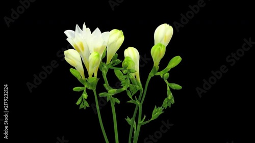 Time lapse of white freesia flowers opening from buds to full bloom and gradually wilting, isolated on a black background, 4K.