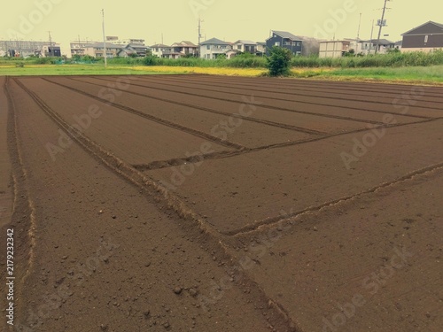 晩夏の首都圏近郊の耕作された野菜畑風景