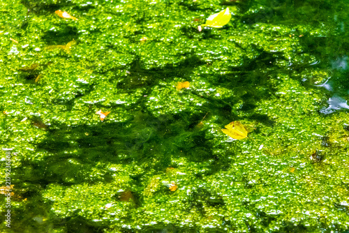 Green slime foam accumulates along tropical pond edge creating texture Brazil.