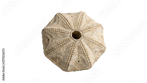 Принти на полотні Fossilized prehistoric sea urchin shell echinoid specimen isolated historical ma