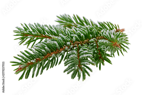 Green fir branch covered with delicate frost  isolated PNG on transparent background