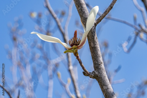Magnolia denudata, the lilytree or Yulan magnolia, Family Magnoliaceae. Imjingak, Paju is a city in Gyeonggi Province, South Korea geology. Korean Demilitarized Zone.