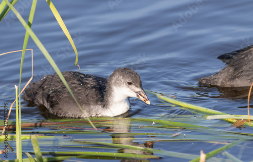 Foto Young Eurasian coot chick Fulica atra swimming near reeds