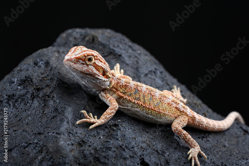 A baby bearded dragon lizard sitting on black rock
