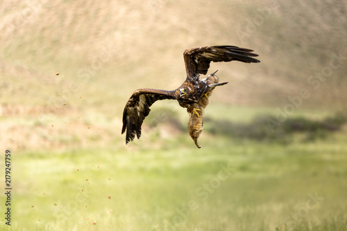 Golden eagle carrying prey while flying over grassland in Kyrgyzstan