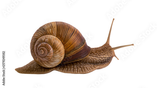 Fotografie Brown garden snail with textured shell, isolated on transparent background