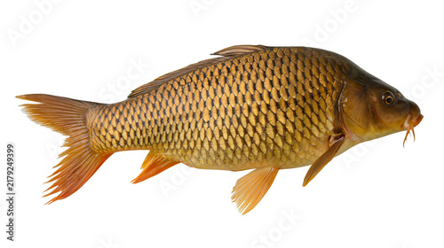 Cuadro en lienzo Golden carp fish with large scales, isolated on transparent background