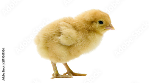 Fluffy yellow chick with delicate feathers, isolated on transparent background