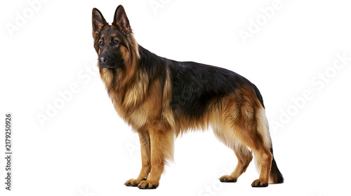 Bild auf Leinwand Majestic long-haired German Shepherd dog standing attentively, isolated on trans