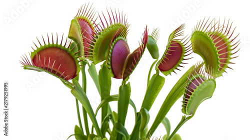 Canvas Print Dionaea muscipula Venus flytrap plant with open jaws, isolated on transparent ba