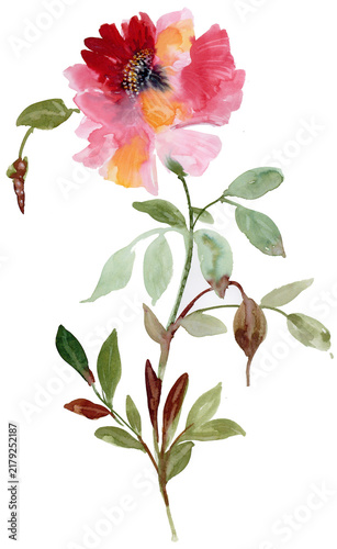 Hand painted watercolor flowers