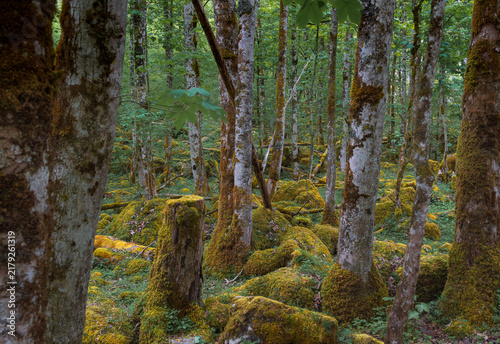 Obraz na plátně Mossy forest with ancient boulders on the trekking path to Lake Obersee in Bavar