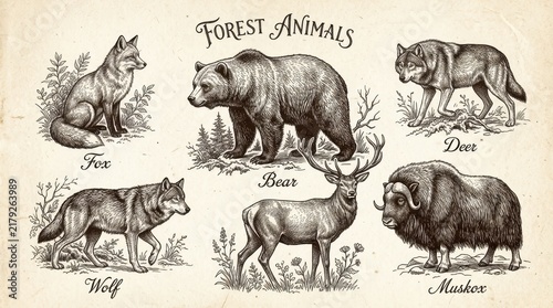 Vintage Hand Drawn Forest Animals Illustration Set Featuring Bear Wolf Fox Deer and Muskox on Aged Paper Background