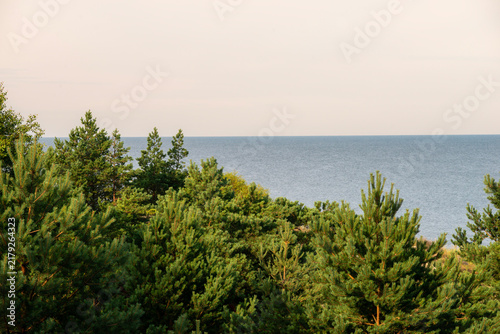 pine trees at the sea