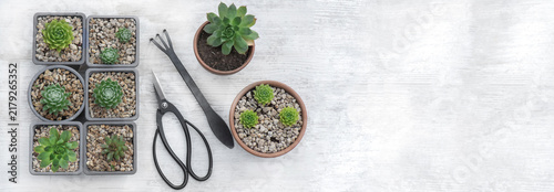 top view on  little succulent plants growing in flower pot and  black metal  ...