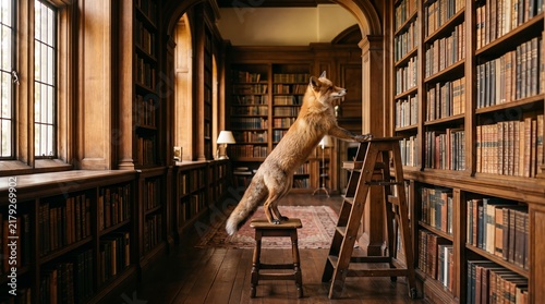 A fox stands on a stool in a wooden library reaching for a book. Concept creativity, curiosity, education, and wildlife interaction. Ideal for editorial and educational use. Generative AI.