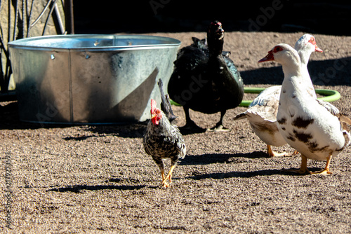 Cuadro en lienzo A small rooster and several domestic ducks walking together in a sunny farmyard