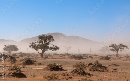 Принти на полотні Tree in blowing dust in the Namib Desert near Sossusvlei, Namibia